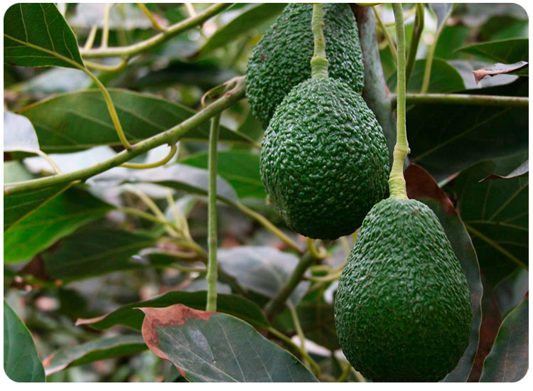 Palta